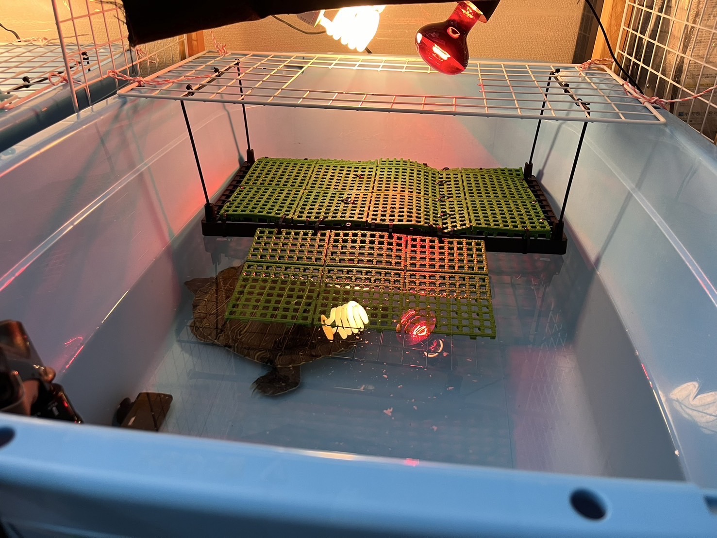 小型シェルターでの飼育の様子