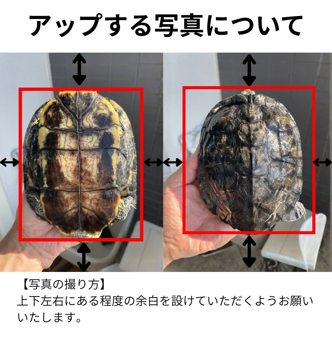 亀の写真の参考例