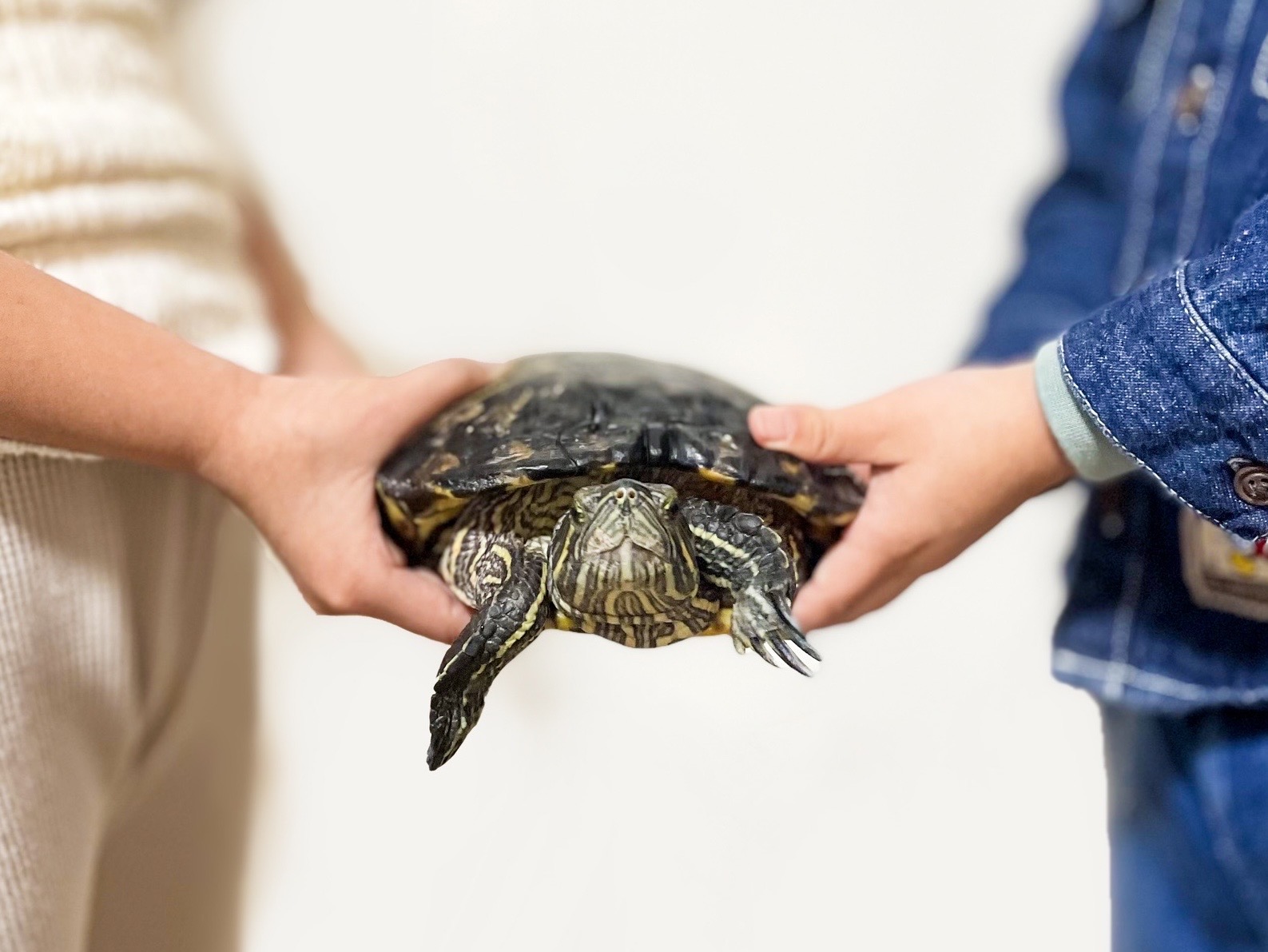 両手でそっと抱えられたアカミミガメ