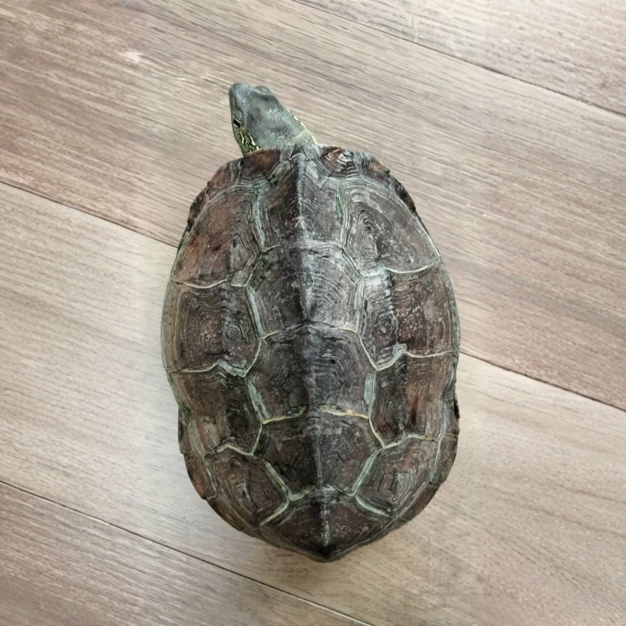 クサガメ成体（甲羅側）