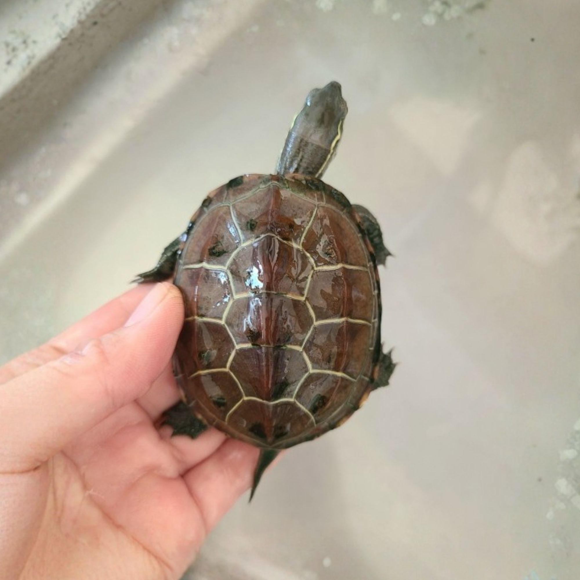 クサガメ幼体（甲羅側）