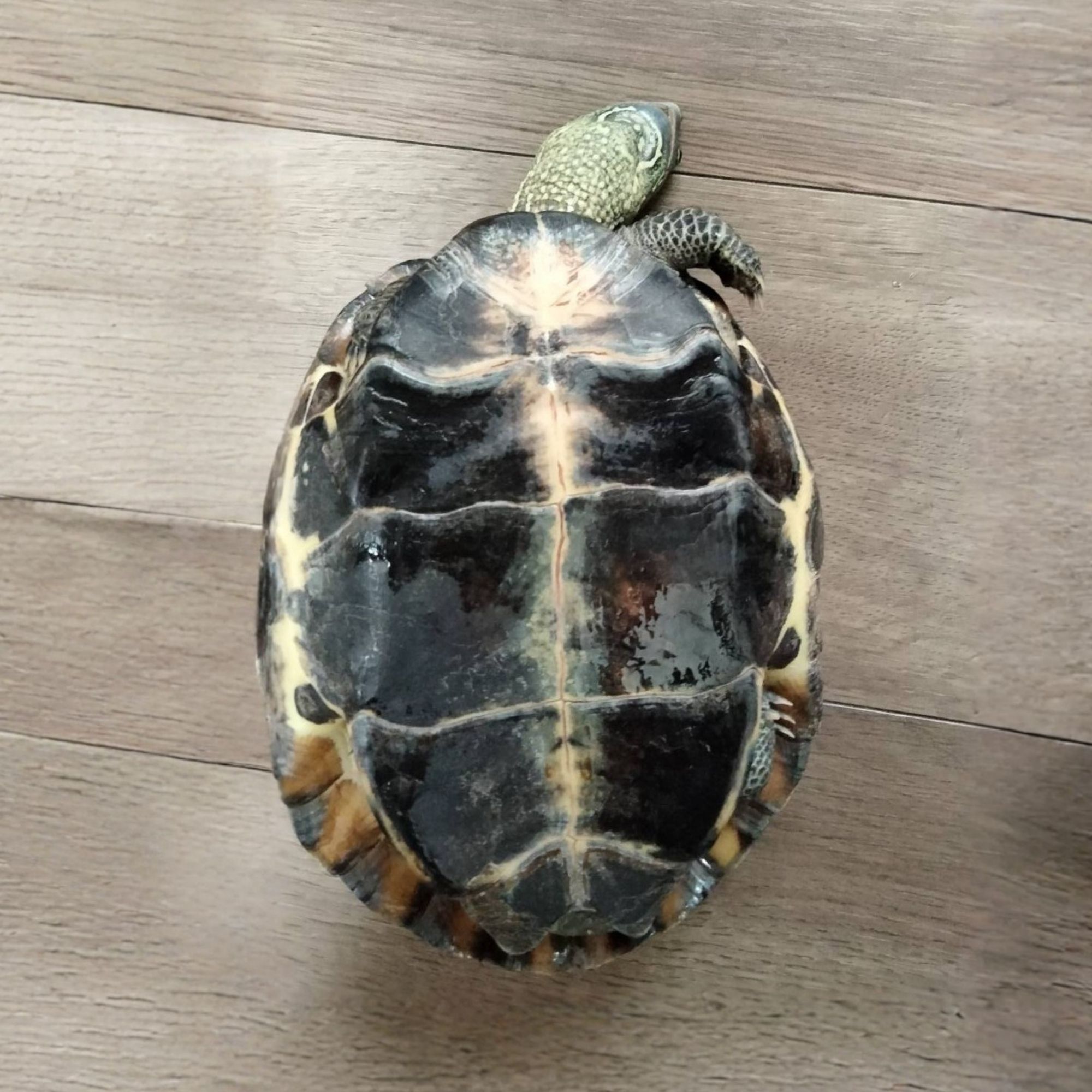 クサガメ成体（腹側）
