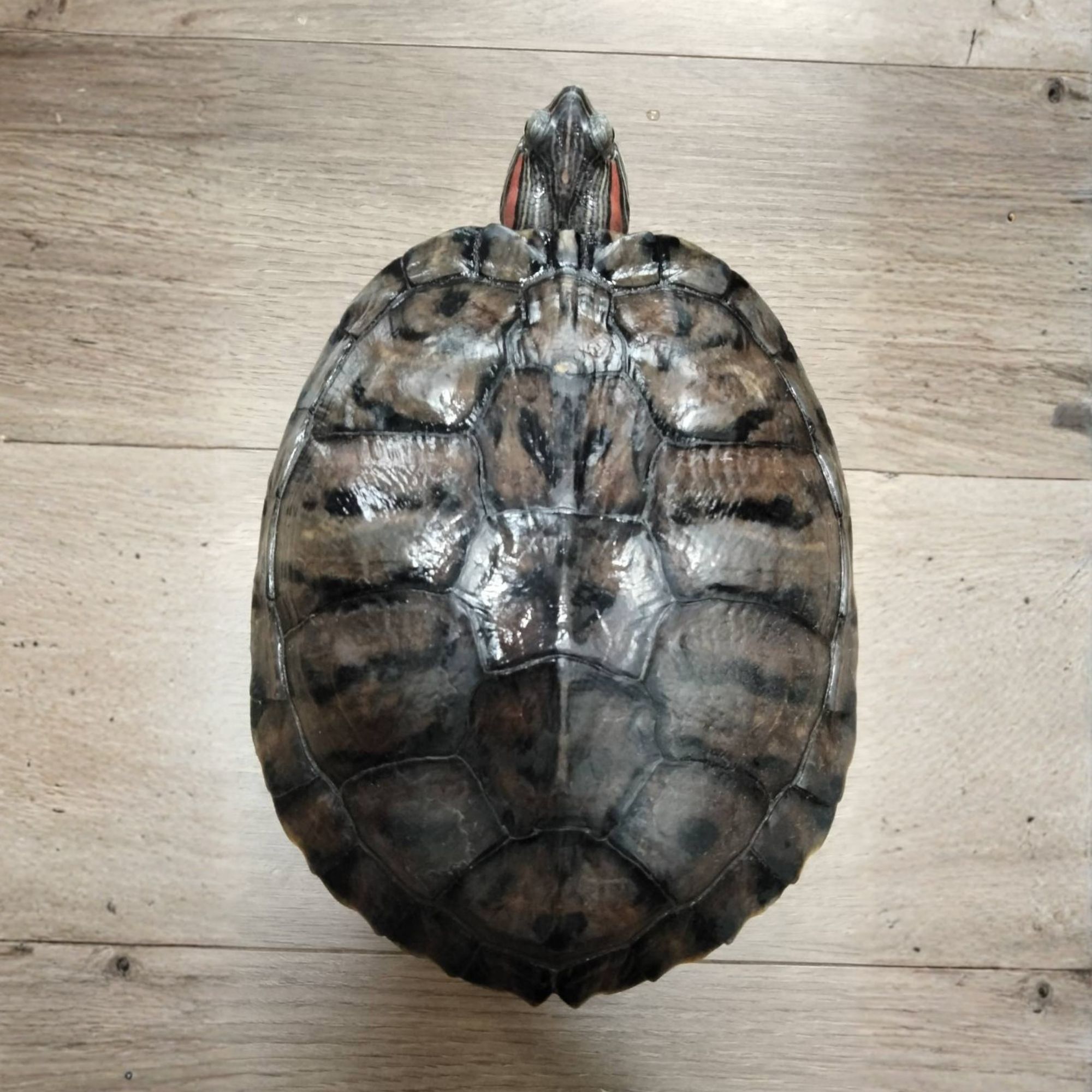 アカミミガメ成体（甲羅側）