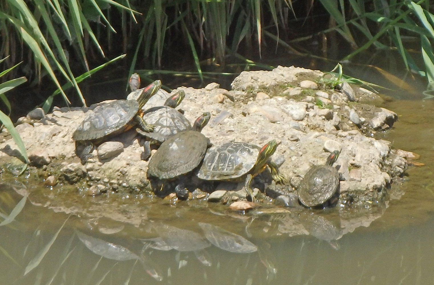 野外で複数見つかったアカミミガメ