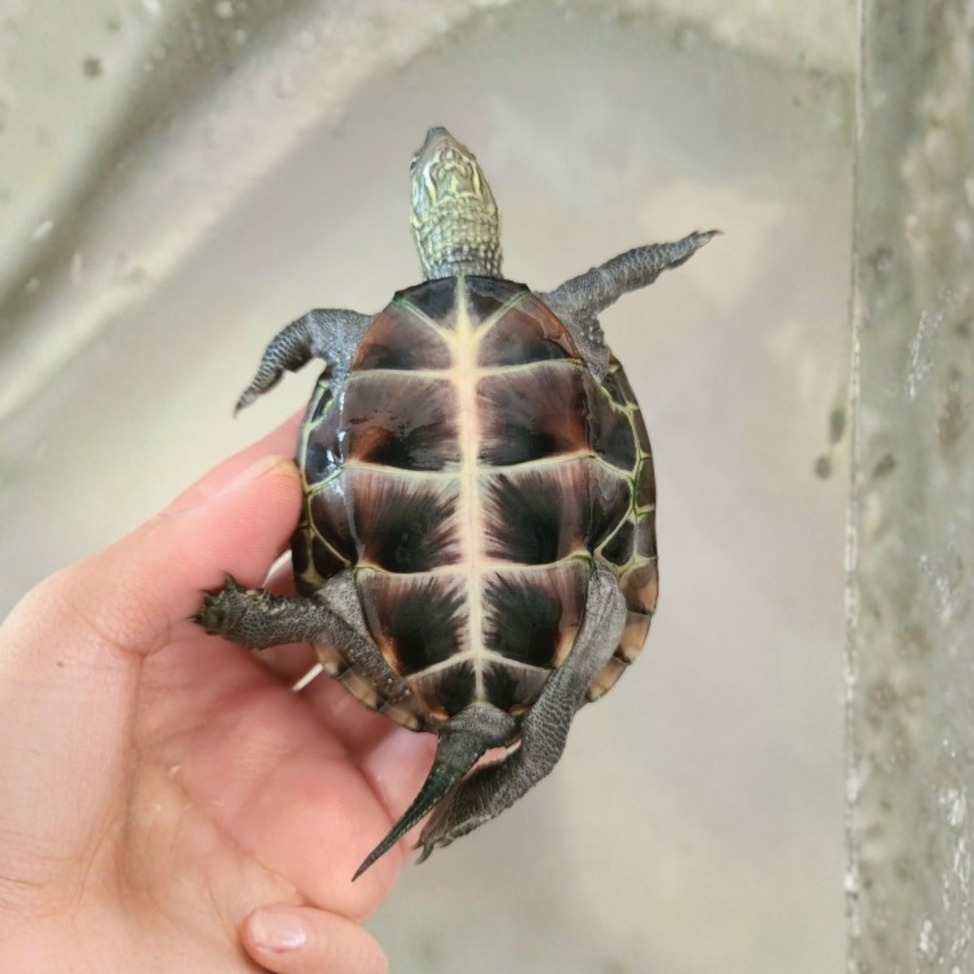 クサガメ幼体（腹側）